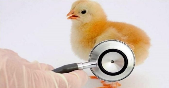 Coccidiosis in Chicken
