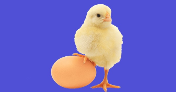 Coccidiosis in Poultry