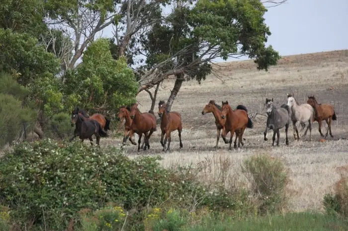 Coffin Bay Pony