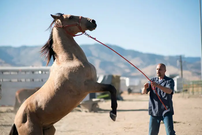 Control of Horse- Methods of Horse Training