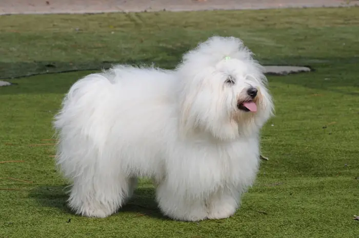 Coton de Tulear