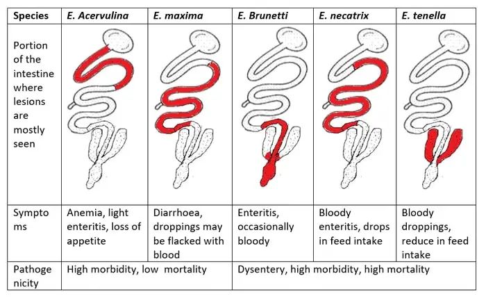 Eimeria species and its location in gut