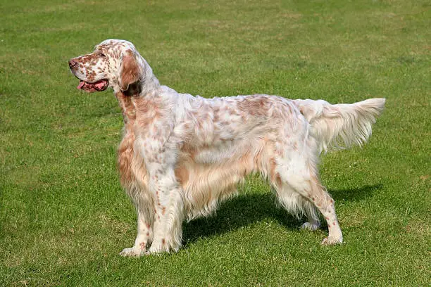 English Setter