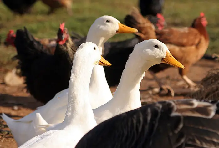 Epidemiology of Coccidiosis