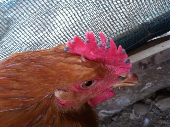 Fowl Pox