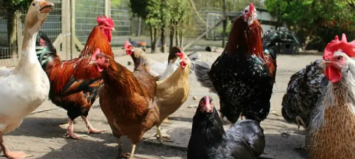 Fowl Typhoid