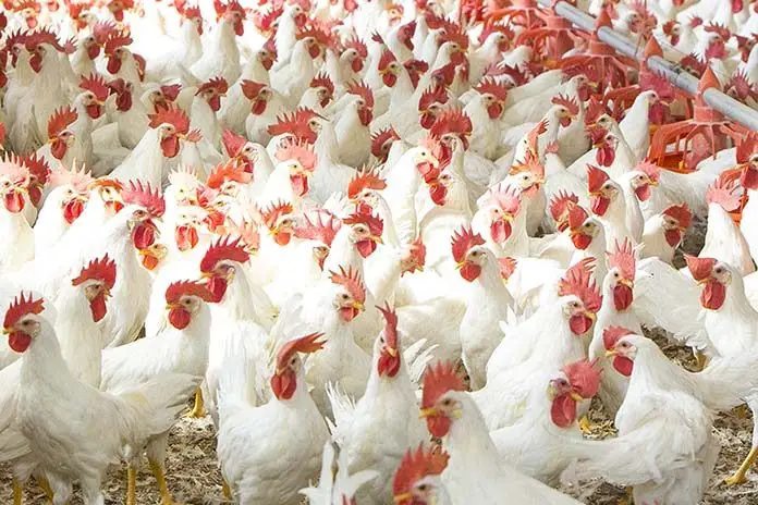 Gumboro Disease in Poultry
