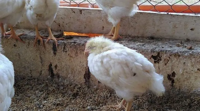 Gumboro Symptoms in Chicks