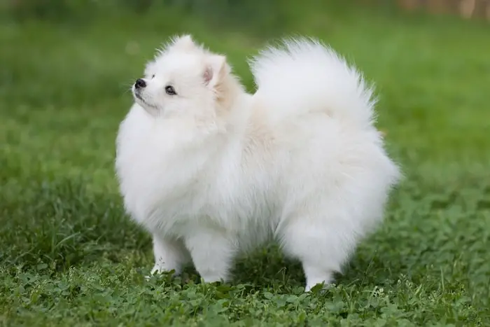 Hairy Dog Breed- Pomeranian