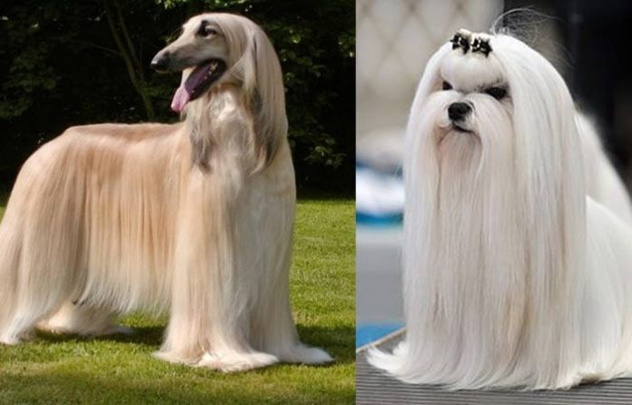 Hairy Dog Breeds