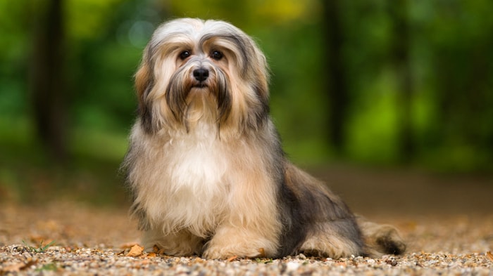 Hairy Dog Breeds-Havanese