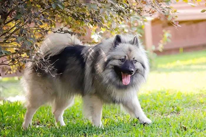 Hairy Dog Breeds-Keeshond