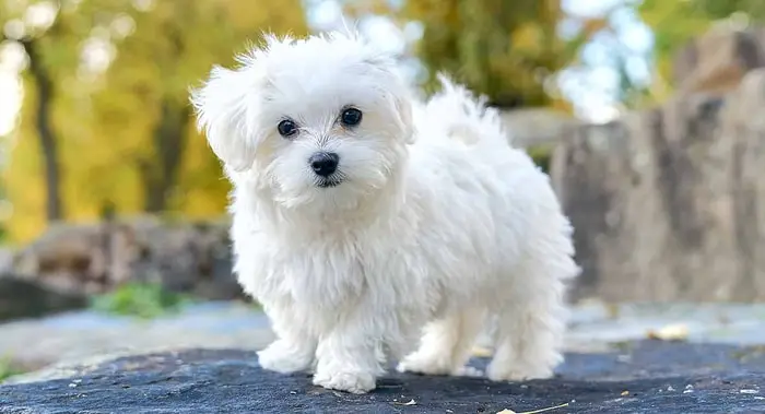 Hairy Dog Breeds- Maltese