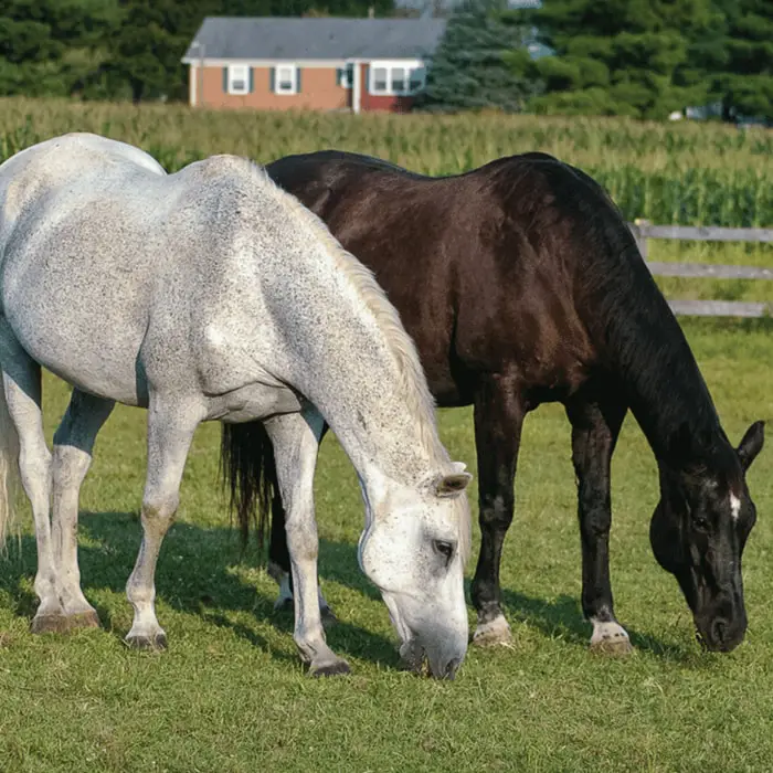 Horse Diet and Feed