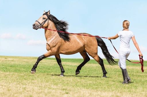 Horse Training