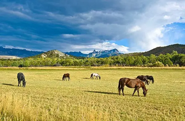 Horse are taking Grass