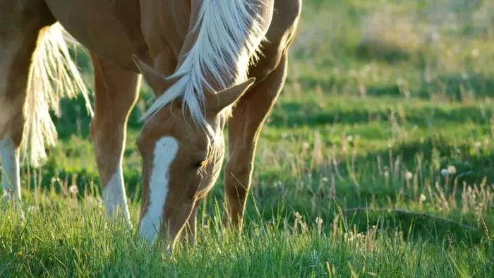 Horse at Pasture