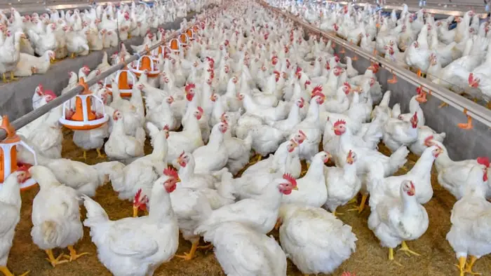 Infectious Bursal Disease in Chicken