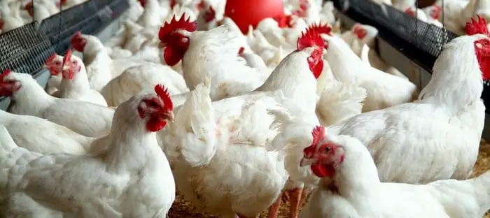 Information on Mycoplasma in Chickens