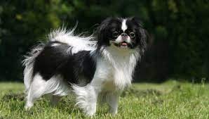 Japanese Chin