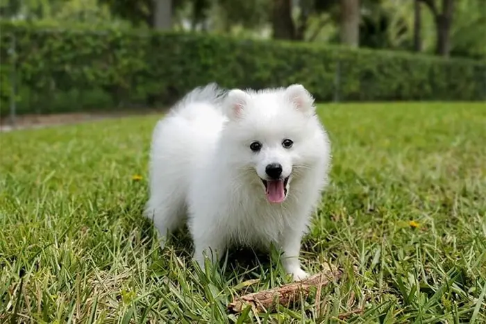 Japanese Spitz