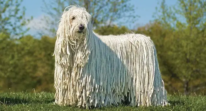 Komondor Dog