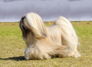 Lhasa Apso