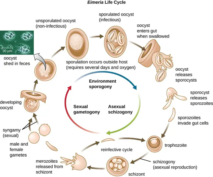 Lifecycle of Eimeria spp