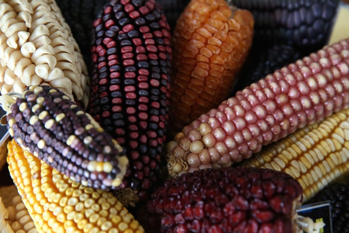 Maize or corn