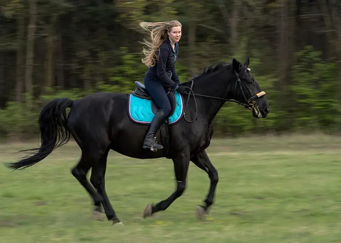 Methods of Horse Training