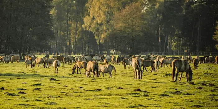 Most Common Australian Horse Breeds
