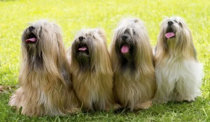 Most Common Hairy Dog Breeds