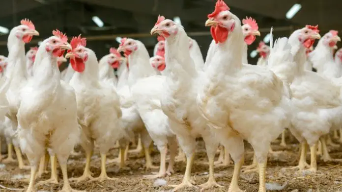 Mycoplasma in Chickens