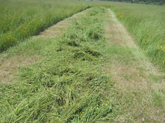 Pasture Hay