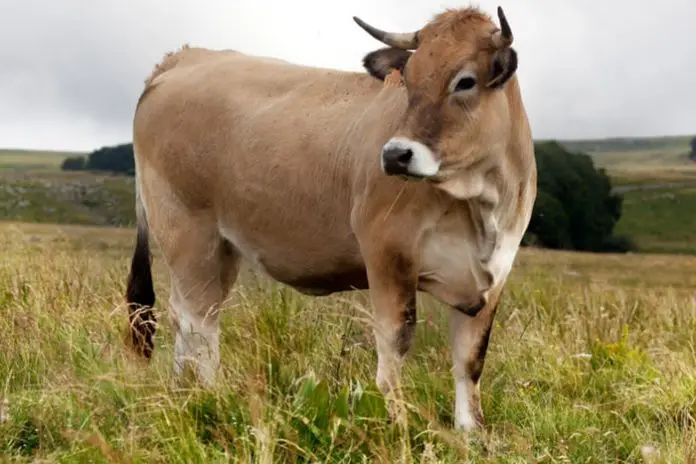 Pasteurellosis in Cattle
