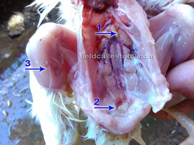 Pathological Lesions of IBD in Post Mortem Examination