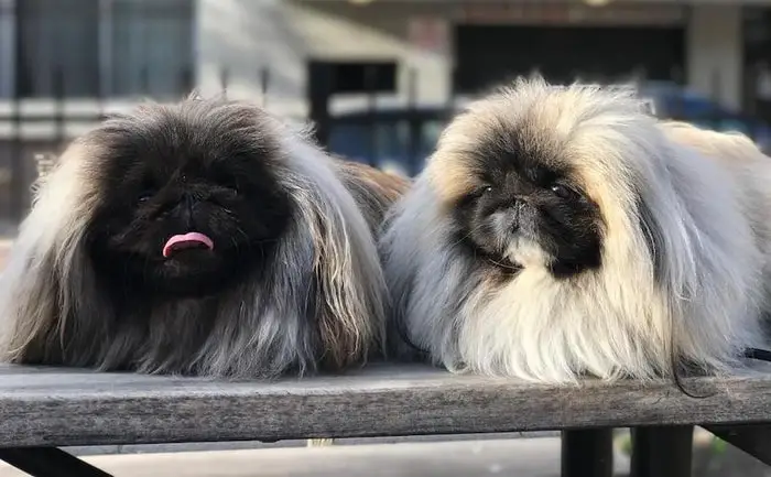 Pekingese Dog