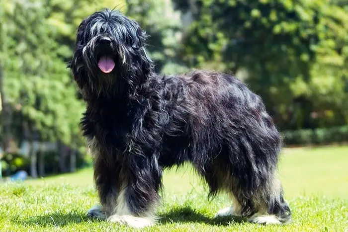 Portuguese Sheepdog