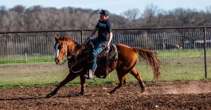 Principles of Horse Training