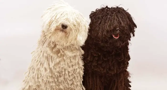 Puli- Hairy Dog Breeds