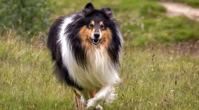 Rough Border Collie