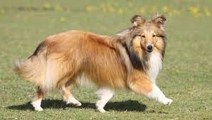 Shetland Sheepdog