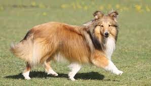 Shetland Sheepdog