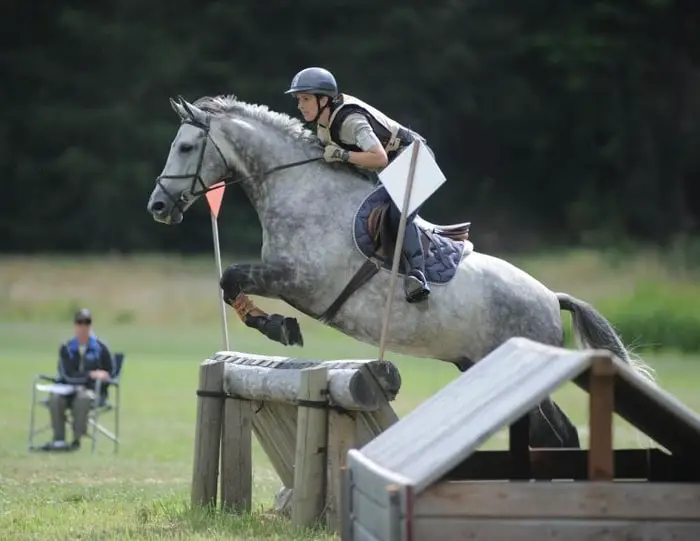 Show Jumping during Horse Training