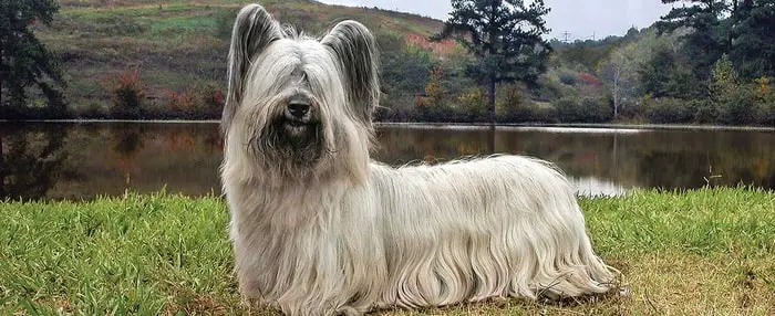 Skye Terrier