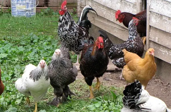 Transmission of Mycoplasma in Chickens