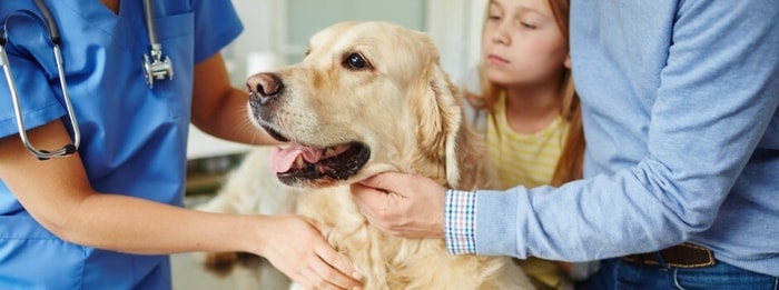 Treatment of Vomiting in Dogs