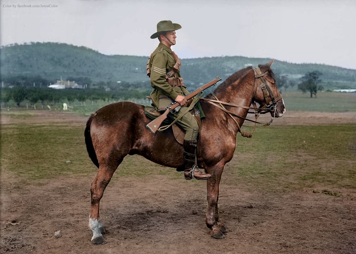 Waler Horse of Australia