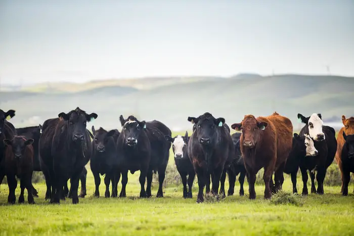 Bovine Enzootic Fever