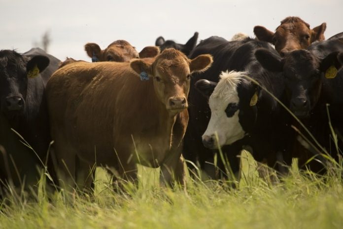 Bovine Ephemeral Fever